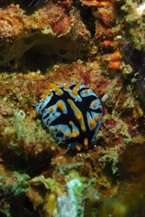Phyllidia varicosa