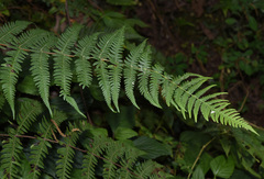 Pseudophegopteris hirtirachis
