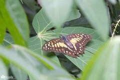 Graphium doson postianus