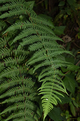 Pseudophegopteris hirtirachis