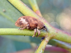 Oxyops fasciatus