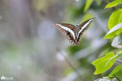 Graphium sarpedon connectens