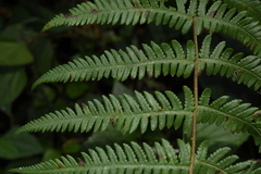 Pseudophegopteris hirtirachis