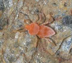 Eutrombidiidae