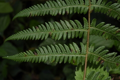 Pseudophegopteris hirtirachis