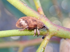 Oxyops fasciatus