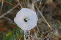Convolvulus cantabrica