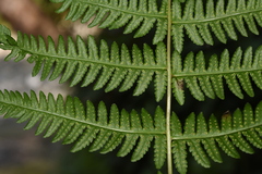 Pseudophegopteris hirtirachis