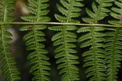 Pseudophegopteris hirtirachis