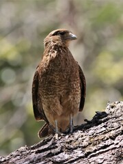 Daptrius chimango