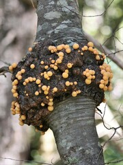 Cyttaria hariotii