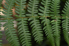 Pseudophegopteris hirtirachis