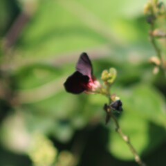 Macroptilium atropurpureum