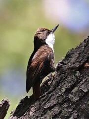 Pygarrhichas albogularis