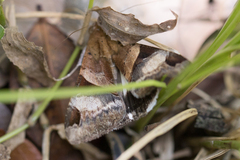 Melipotis fasciolaris