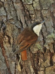 Pygarrhichas albogularis