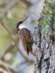 Pygarrhichas albogularis
