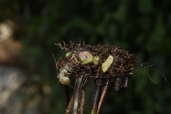 Pseudophegopteris hirtirachis