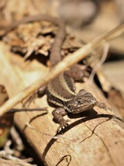 Liolaemus pictus