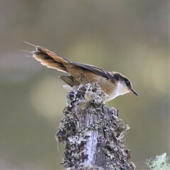 Aphrastura spinicauda