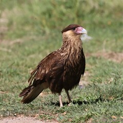 Caracara plancus