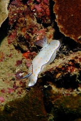 Goniobranchus annulatus