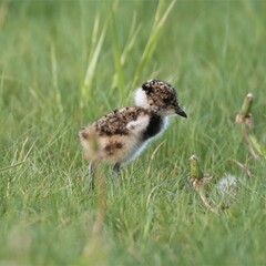 Vanellus chilensis