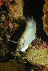 Goniobranchus annulatus