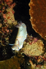 Goniobranchus annulatus