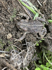 Anaxyrus boreas halophilus
