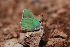 Callophrys dumetorum