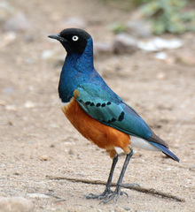 Lamprotornis superbus