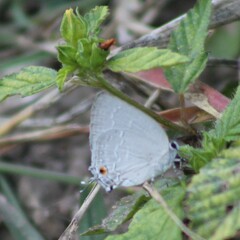 Strephonota tephraeus