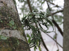 Ramalina celastri