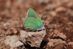 Callophrys dumetorum