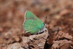 Callophrys dumetorum
