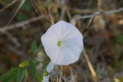 Convolvulus cantabrica
