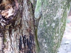 Anolis roquet