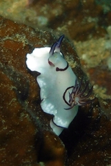 Goniobranchus annulatus