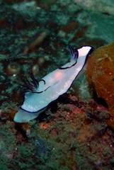 Goniobranchus annulatus