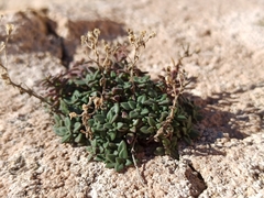 Chaenorhinum origanifolium