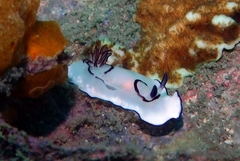 Goniobranchus annulatus