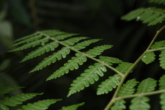Deparia boryana