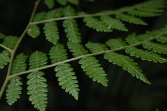 Deparia boryana