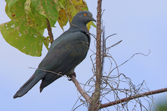Ducula whartoni
