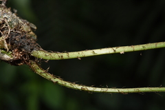 Deparia boryana