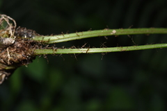 Deparia boryana