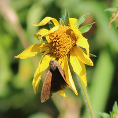 Aguna asander asander