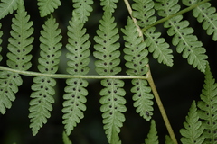 Deparia boryana