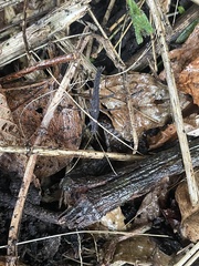 Pseudophasma unicolor